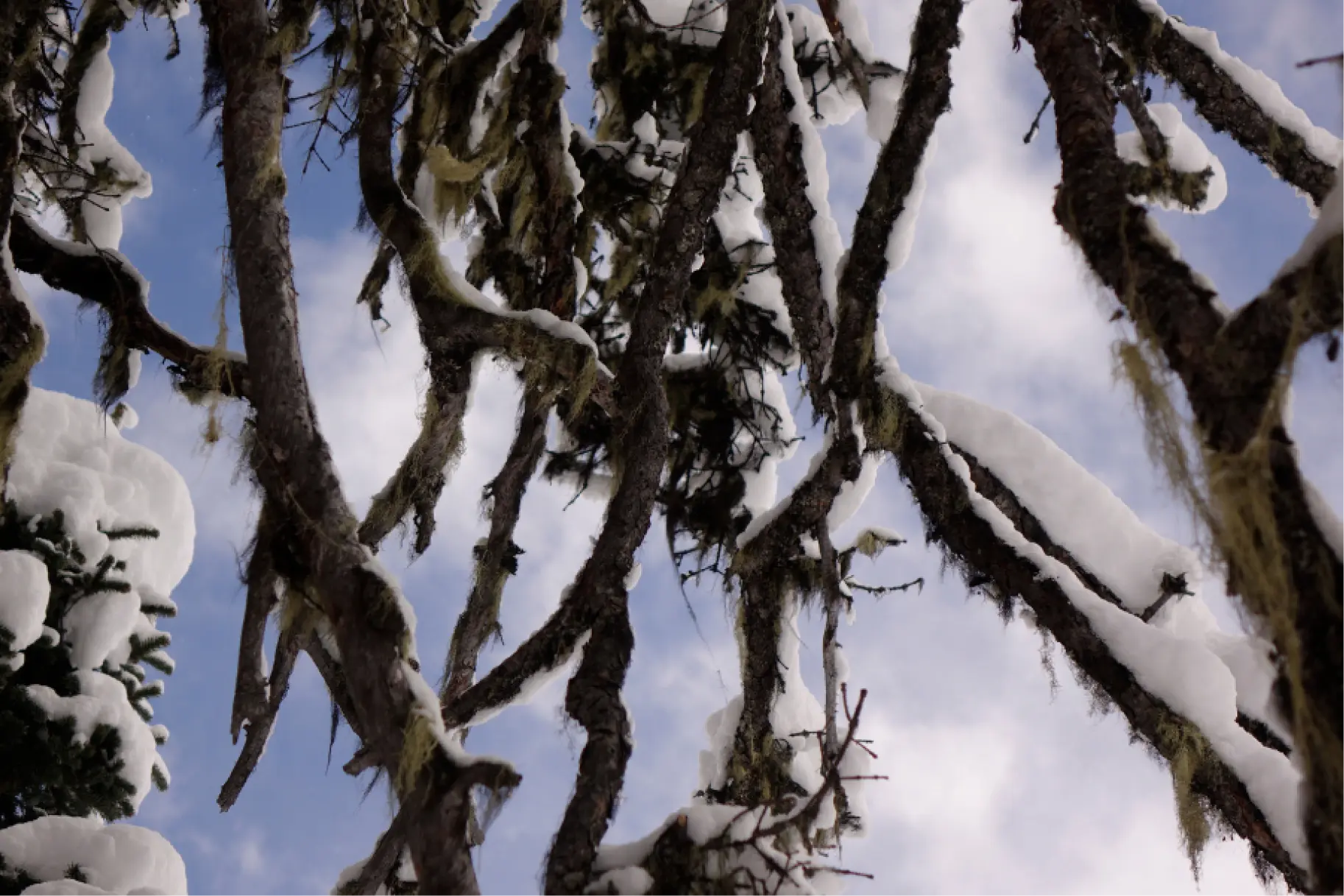 Tree branches